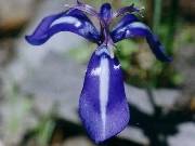 Herbertia pulchella